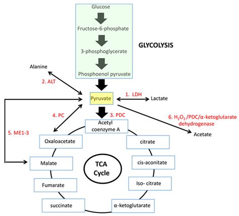 Cells | Free Full-Text | The Metabolic Fates of Pyruvate in Normal and ...