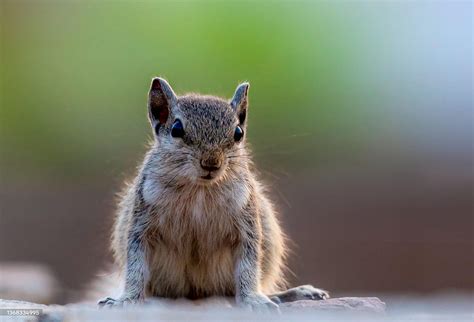 Effective Methods for Permanent Gopher Removal: Insights from Tree ...