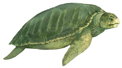 sad dinosaur facts — ARCHELON “Ruler turtle” Late Cretaceous, 80.5...