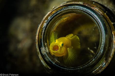 An Introduction to Reef Fish Photography