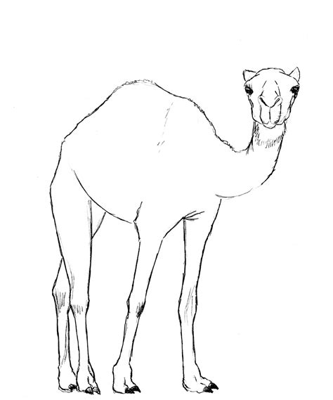 Cute Camel Drawing at GetDrawings | Free download