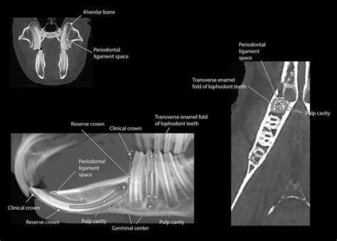 The CBCT dental anatomy of a rabbit viewed in dorsal (right ...