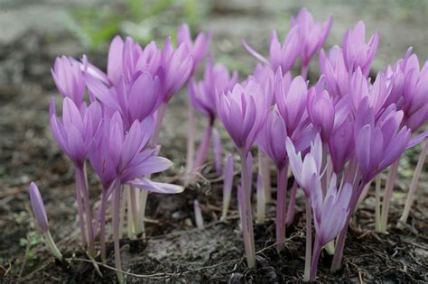 Buy Colchicum Autumnale Major Bulbs Online | Colchicum