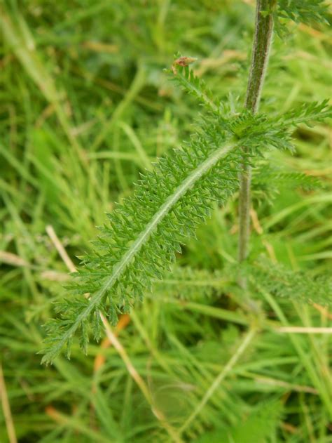 Achillea species - Yarrow and Sneezewort — BSBI VC77