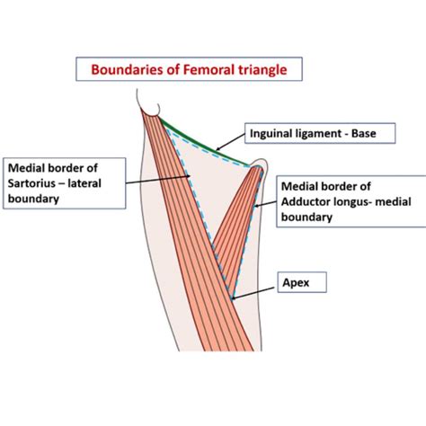 Femoral Sheath