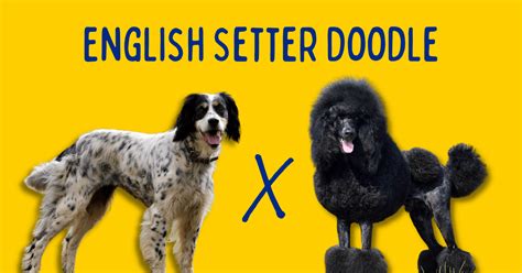 English Setterdoodle: The English Setter Poodle Mix