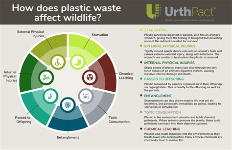 Physical & Chemical Effects of Plastic Pollution