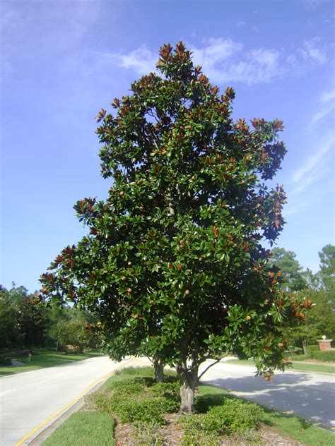 Buy Magnolia Trees, For Sale in Orlando, Kissimmee