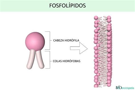 Lípidos: qué son, funciones y clasificación - Resumen