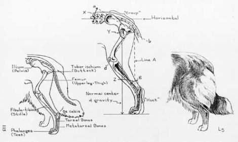 How to Read Your Dog's Tail! - Woofalicious Tales