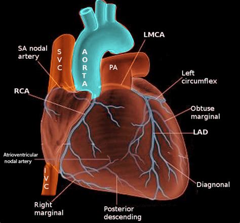 Anatomy, Thorax, Heart Anterior Right Atrial Arteries - StatPearls ...