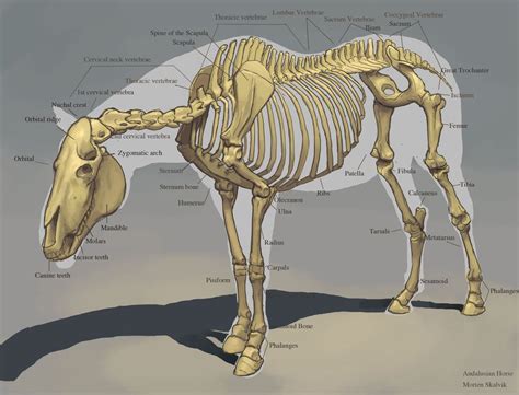 Horse Skeleton | Horse skeleton, Horse anatomy, Animal skeletons