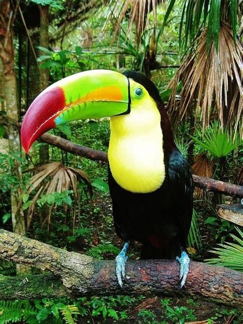 1000+ images about Toucan Sam on Pinterest | Party favors, Snow ...