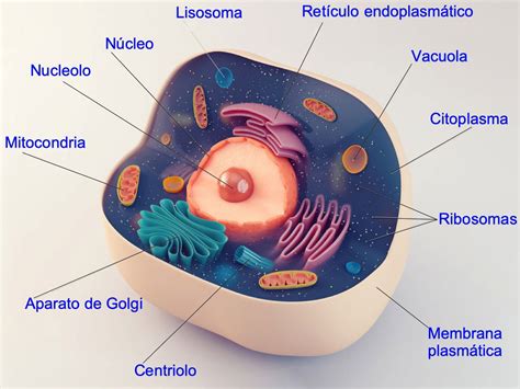 Celula Eucariota Que Es Caracteristicas Partes Y Tipos Significados ...