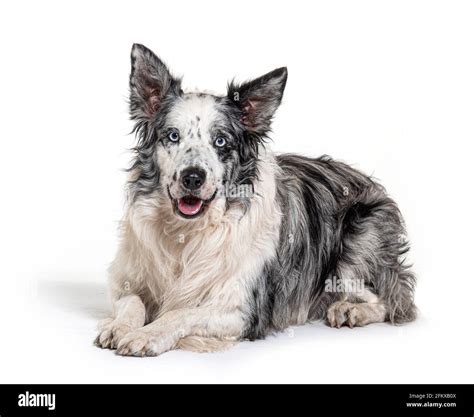 blue eyed blue merle border collie, isolated on white Stock Photo - Alamy