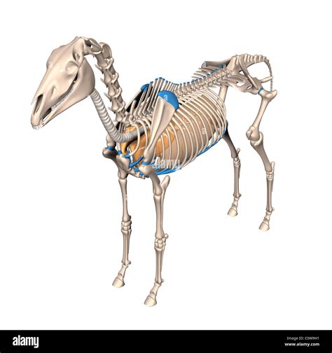 horse anatomy respiratory lungs skeleton Stock Photo - Alamy