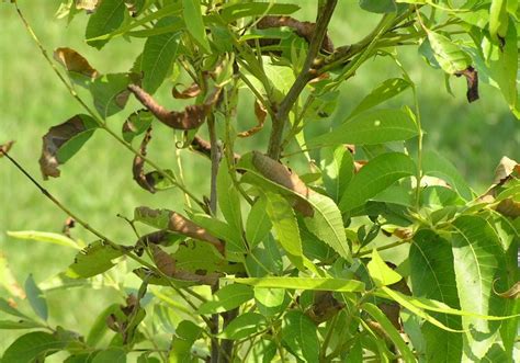 Pecan | Diseases and Pests, Description, Uses, Propagation