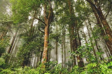 Indonesian Forest, One of the Largest in the World