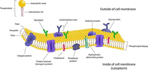 Cell Membrane Labeled And Functions