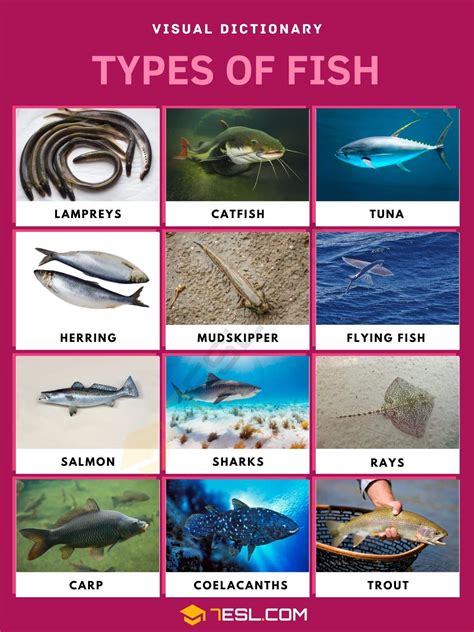 Different Types Of Fishes With Names