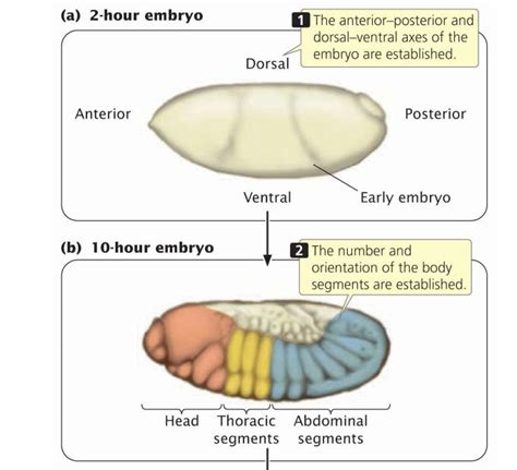 Answered: (a) 2-hour embryo 1The… | bartleby