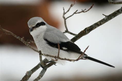 Northern Shrike, also known as the butcher bird due to his hunting ...