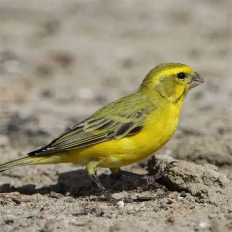 Yellow canary - Facts, Diet, Habitat & Pictures on Animalia.bio