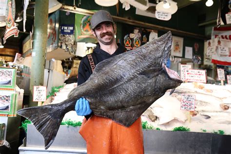 Halibut Season at Pike Place Fish — Rain or Shine Guides