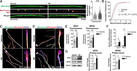 A small molecule M1 promotes optic nerve regeneration to restore target ...