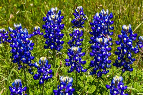 Lupine, Texas Bluebonnet – Hometown Seeds