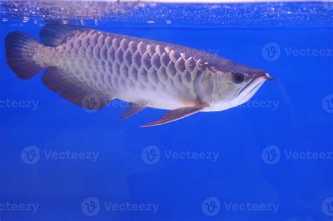 Asian arowana 888258 Stock Photo at Vecteezy