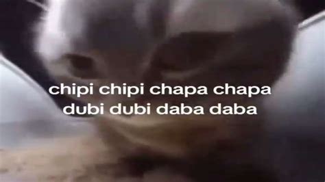 chipi chipi chapa chapa dubi dubi daba daba (cs2 cat edit) - YouTube