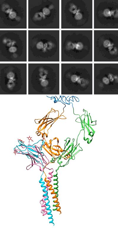 Study Reveals Detailed Structure of B-Cell Receptor | Harvard Medical ...