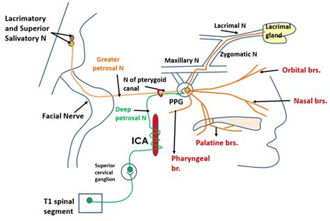 Pterygopalatine Ganglion – Anatomy QA