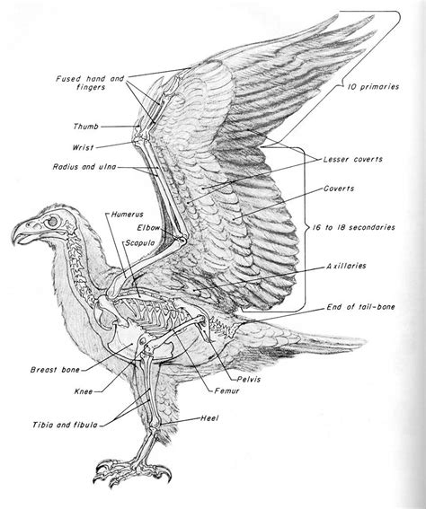 CSE490CA Spr2000 Reference materials | Skeleton anatomy, Anatomy ...