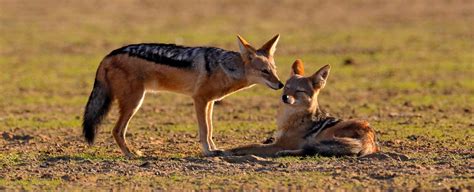 Jackal Symbolism, Dreams, and Messages - Spirit Animal Totems