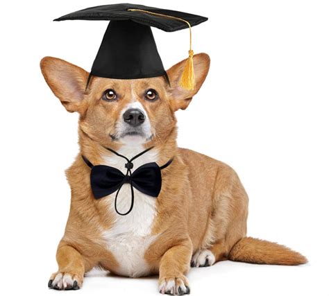 Graduation Dog