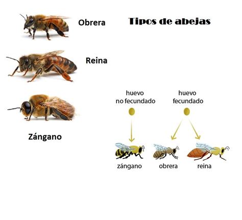 Resultado de imagen de ABEJA REINA , OBRERA Y ZANGANO | Movie posters ...