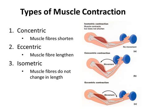 During Isometric Contraction the Energy Used Appears as Movement ...