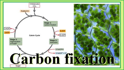 Carbon Fixation Diagram