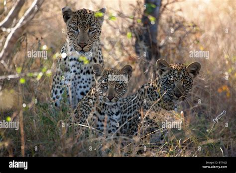 Leopard Cubs with Mother in High Grass Stock Photo - Alamy