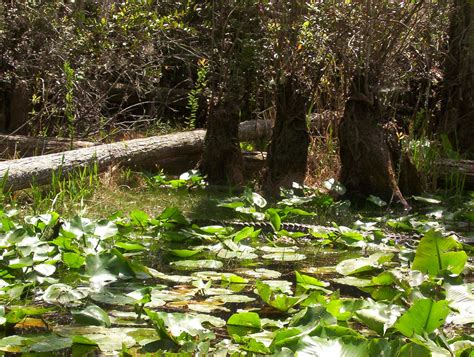 Andre's Corner: Camping at the Okefenokee swamp