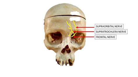 Anatomy, Head and Neck, Supratrochlear - StatPearls - NCBI Bookshelf