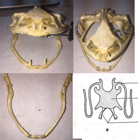 BIO22LAB.2 Upper and Lower Jaw, Hyoid Apparatus Diagram | Quizlet