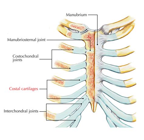 Costal Cartilages – Earth's Lab