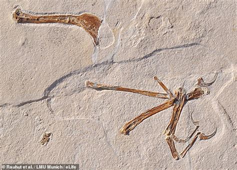 New fossil reveals that the earliest known bird had a companion which ...