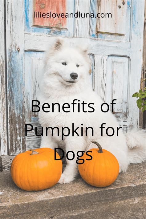 The Benefits of Pumpkin for Dogs - Lilies, Love, and Luna