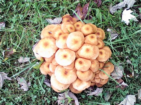 Cluster mushrooms in my yard - Ask Extension