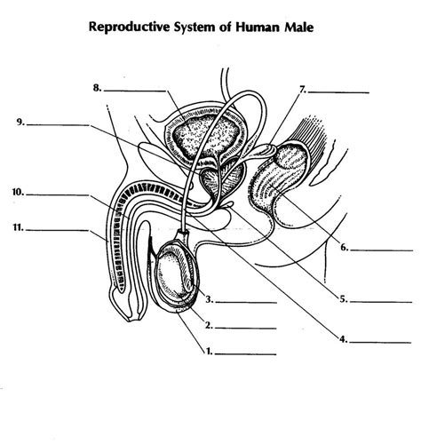 Male Anatomy With Labels