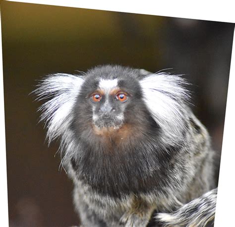 Common Marmoset | Ponderosa Zoo